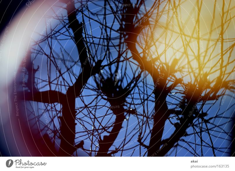 Good Day Sunshine Himmel himmelblau Perspektive Laubbaum Baum Apfelbaum Reflexion & Spiegelung Ecke rund Sonne akai mörtelkübel