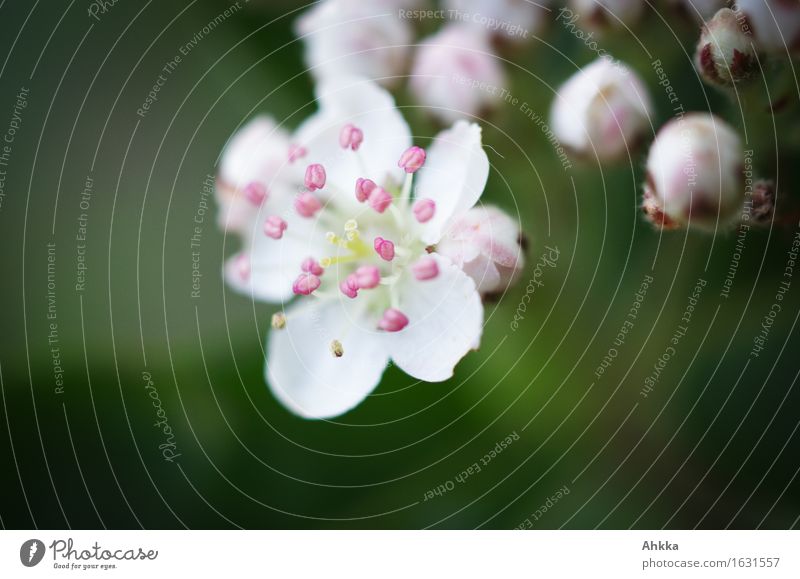 rosa Pünktchen auf weiß schön Gesundheit Gesundheitswesen harmonisch Wohlgefühl Sinnesorgane Erholung ruhig Meditation Duft Pflanze Frühling Blüte Blühend
