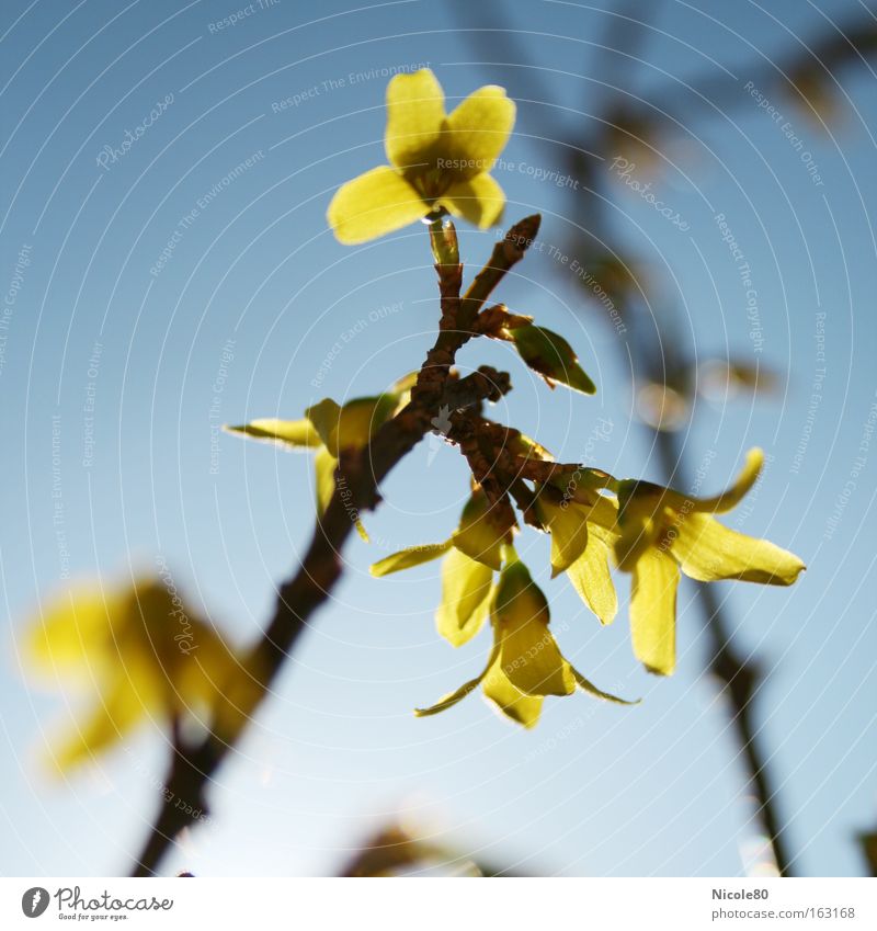 Goldglöckchen Natur Frühling Blüte gelb gold Forsithie Zweig Frühblüher Zierstrauch gelbe Blüten Schärfeverlauf Farbfoto Nahaufnahme Gegenlicht