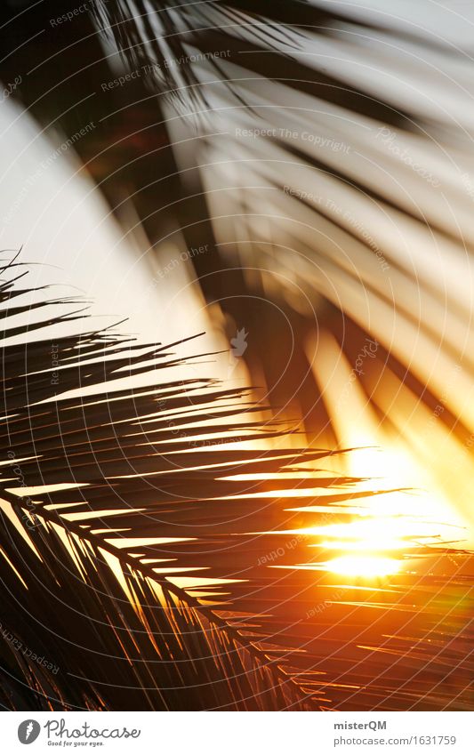 Morgens im Paradies Natur Konzentration Kraft Sonne Sonnenaufgang paradiesisch Palme Palmenwedel Palmentapete Sonnenstrahlen heiß Fuerteventura Idylle Erholung