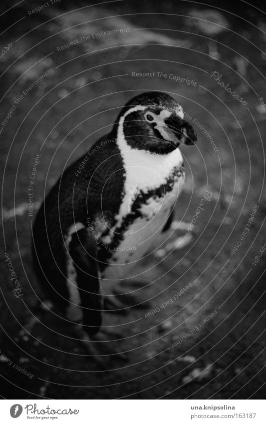 pi-pa-pinguin Zoo Tier Eis Frost Anzug Vogel kalt Pinguin Südpol gefangen Frack Smoking Schwarzweißfoto