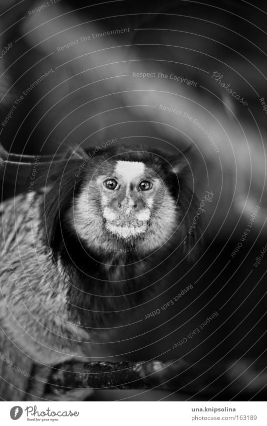 bi-ba-büscheläffchen Zoo Tier Fell dunkel Affen Äffchen Menschenaffen Brasilien gefangen Auge Nase Ohr Säugetier Schwarzweißfoto