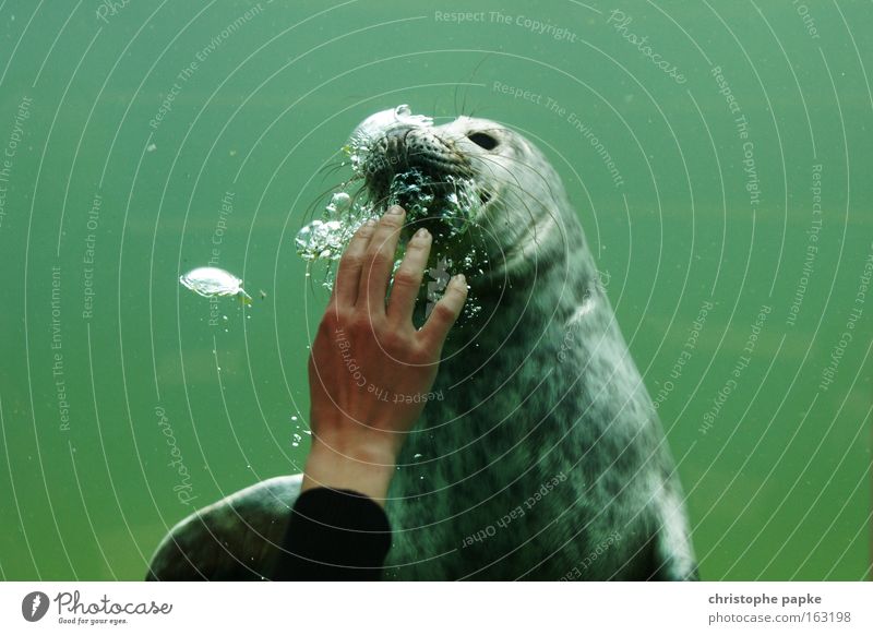 Unterwasser Streichelzoo Farbfoto Innenaufnahme Unterwasseraufnahme Kunstlicht Zentralperspektive Blick in die Kamera tauchen Hand Zoo Tier Wasser Nordsee