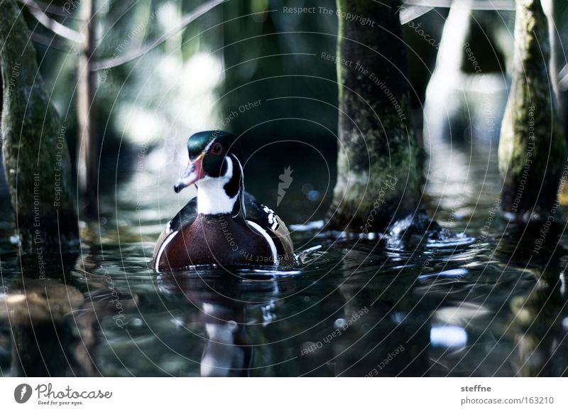DUCK SEASON Ente Erpel Stockente Wasser Vogel Mangrove Küste Seeufer Flussufer Baum Bach Im Wasser treiben Schwimmen & Baden
