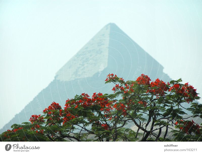 Fata Morgana Pyramiden Ägypten Gizeh Kairo Pharaonen Blüte Baum Akazie rot Ferne Spitze Afrika Chepren Sieben Weltwunder blühender Baum