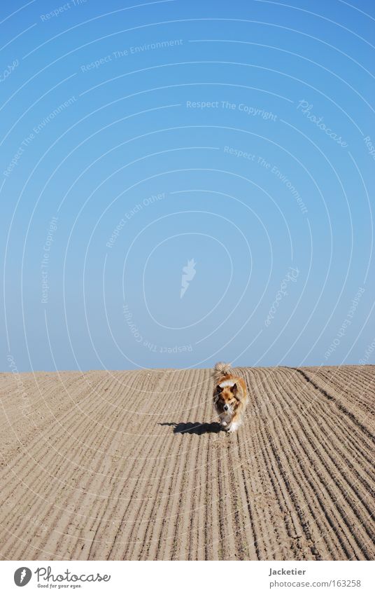 Hund II Collie Mischling Wüste Feld Sand Himmel blau Bewegung