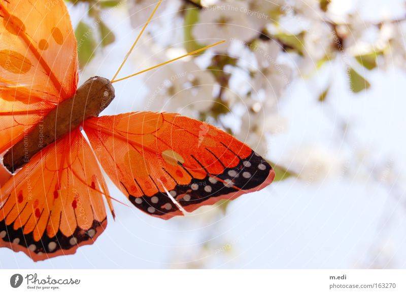 Flieg Schmetterling Flieg Kirschblüten orange weiß hell sommerlich Frühling zart