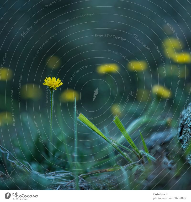 Gelbes Blümchen im Gras Natur Landschaft Pflanze Blume gelbe Margerite Wiese Blühend Duft dehydrieren Wachstum ästhetisch blau grün schwarz türkis
