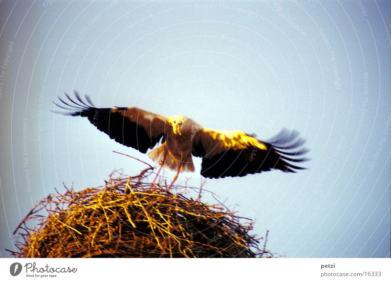 Storch im Anflug Nest Schnabel Nestbau schwarz weiß Sonne Licht Ästchen ausgebreitete Flügel Feder Zweig gold