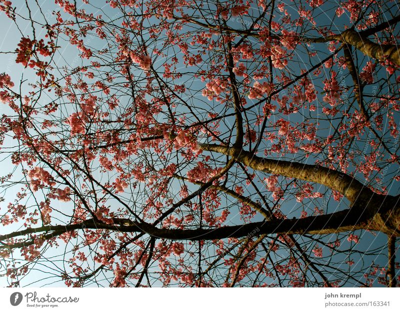 gertrud mitzu bischi himbeertoni Zierkirsche Baum Blüte Frühling Leben Kirsche Blühend Zweig Park