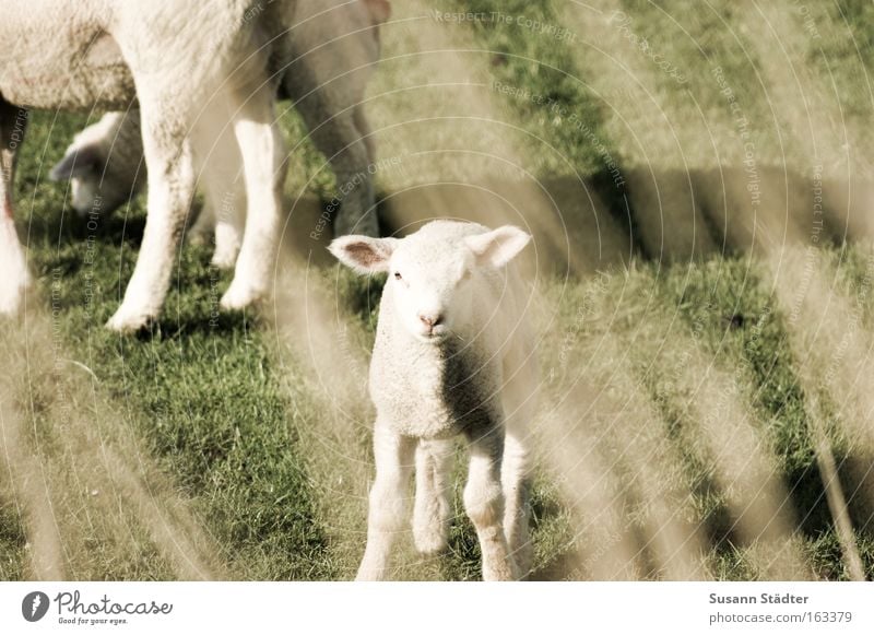 verspätetet Osterlamm Lamm Lammfleisch Schaf meckern Ziegen Wiese Fressen Blick dumm klein Herde Deich Nordsee Nordseeküste Meer Frühling Wolle warten weich