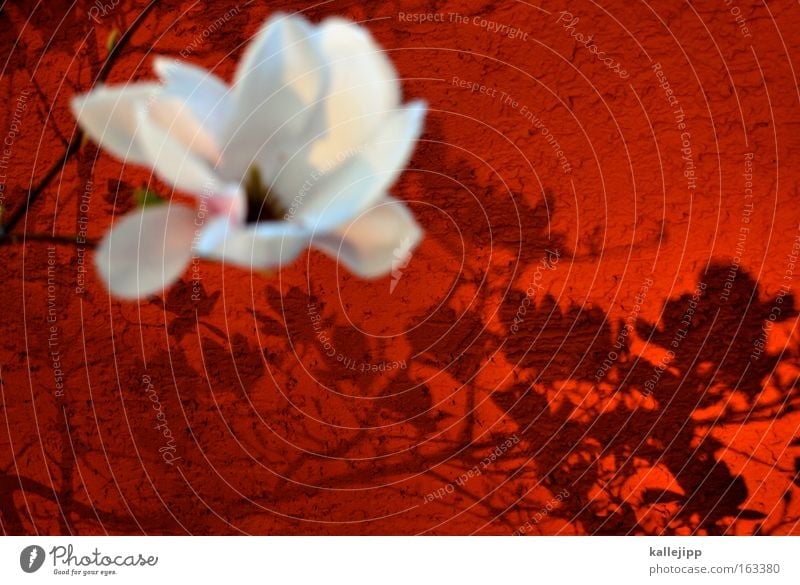 ich mag nolien Magnoliengewächse Blüte Baum Kirschblüten Schatten Ast Wand rot weiß zart Frühling Romantik Sonnenlicht Kitsch Wachstum