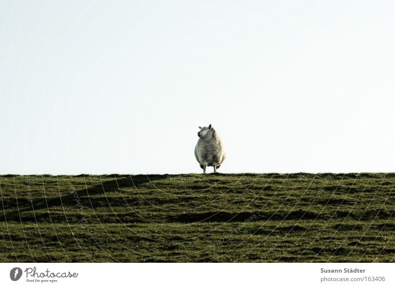 Deichschaf Lamm Lammfleisch Schaf meckern Ziegen Wiese Fressen Blick Herde Nordsee Nordseeküste Meer Frühling Wolle Osterlamm warten weich genießen Pullover