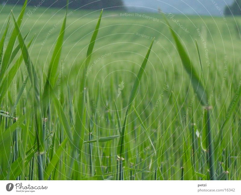 Getreidefeld im Frühling Feld Halm grün unreif Unschärfe