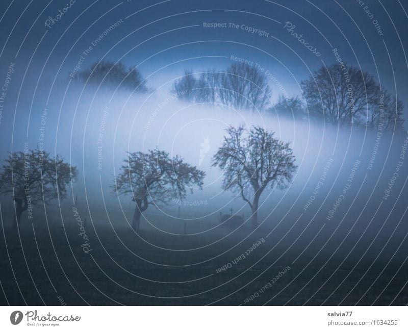 kein Durchblick Natur Landschaft Herbst Klima Wetter Nebel Baum frisch grau Stimmung ruhig Frieden Hoffnung Idylle Vergänglichkeit träumen Morgen abstrakt