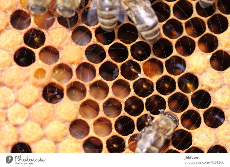 Bienenbrut Lebensmittel Ernährung Freude Glück schön Körperpflege Freizeit & Hobby Umwelt Natur Tier Nutztier Wildtier Tierjunges Tierfamilie trendy Erotik süß