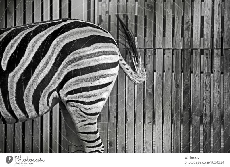 Ein halbes Zebra auf Streife Wildtier Zoo schwarz weiß gestreift Streifen Krypsis Tarnung trendy Somatolyse Anpassung Hinterteil Bretterzaun Schwarzweißfoto