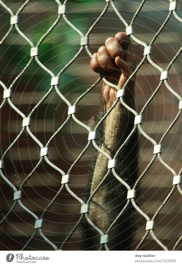 Wunsch nach Freiheit Tier Affen gefangen Menschenaffen Zaun Draht Schlaufe Hand Finger Zoo Lebensraum Säugetier Trauer Verzweiflung Arme Tierhaltung