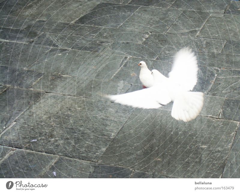 Ich flieg auf dich! Vogel Taube Liebe weiß Frieden unschuldig Kopfsteinpflaster Pflastersteine Bürgersteig Farbfoto Außenaufnahme Morgen Tag Kontrast