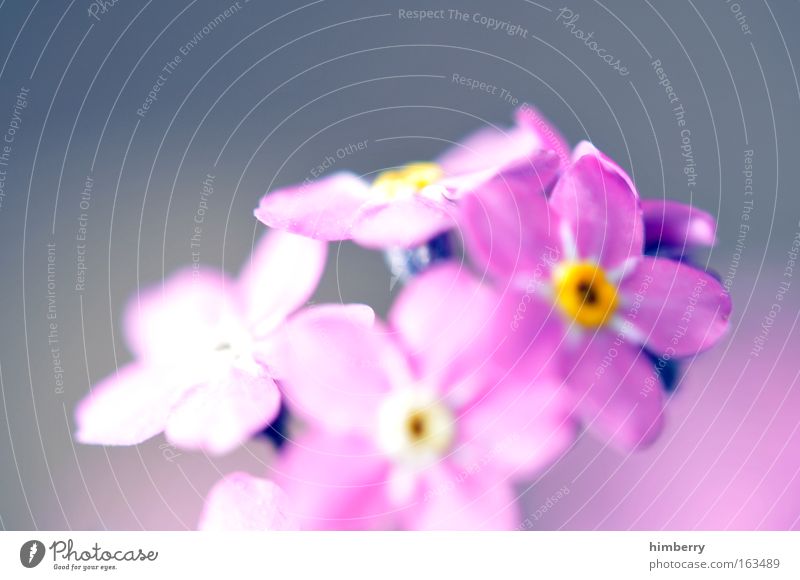 think pink Farbfoto Außenaufnahme Nahaufnahme Makroaufnahme Experiment Menschenleer Textfreiraum oben Hintergrund neutral Tag Kontrast Sonnenstrahlen Unschärfe