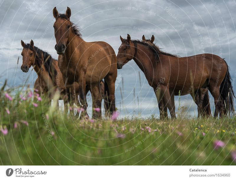 Pferde aus der Froschperspektive Natur Pflanze Tier Gewitterwolken schlechtes Wetter Gras bunte Blumen Wiese Steppe Nutztier 4 Tiergruppe beobachten