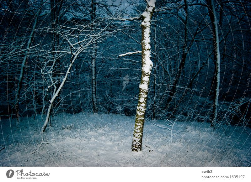 Unterholz Winter Eis Frost Schnee Baum Ast Wald bedrohlich kalt Idylle Farbfoto Außenaufnahme Menschenleer Textfreiraum links Textfreiraum rechts Abend