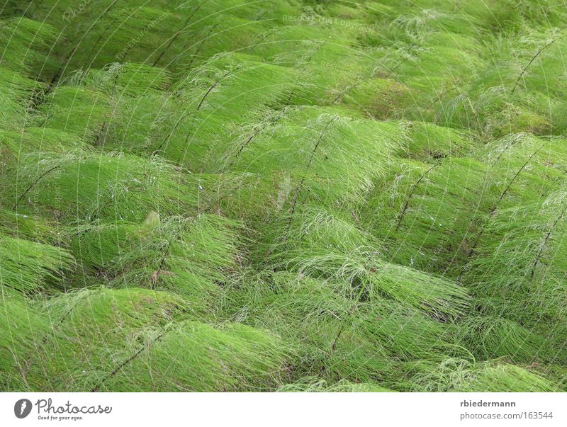 Schachtelhalm Farbfoto Außenaufnahme Nahaufnahme Menschenleer Tag Zentralperspektive Natur Pflanze Sommer Wildpflanze Equisetum natürlich weich grün ästhetisch