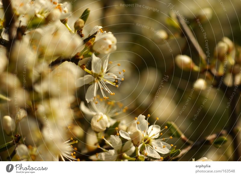 Schlehdorn-Blüte Farbfoto Makroaufnahme Menschenleer Tag Schwache Tiefenschärfe Zentralperspektive Natur Pflanze Frühling Baum Sträucher Nutzpflanze Wildpflanze