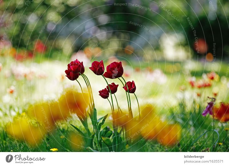 blumengemälde Natur Landschaft Sonnenlicht Frühling Sommer Blume Tulpe Hauptstadt Gefühle Romantik Farbfoto Außenaufnahme Nahaufnahme Tag Schwache Tiefenschärfe