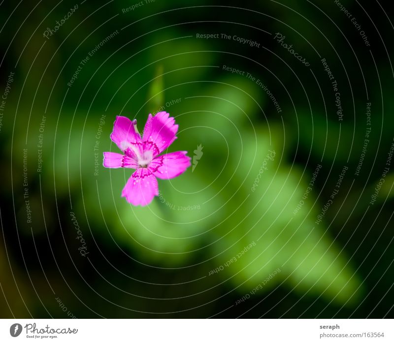Blümchen Farbfoto mehrfarbig Detailaufnahme Makroaufnahme Morgen Tag Licht Kontrast Unschärfe Sommer Umwelt Natur Pflanze Blume Gras Blühend Wachstum klein rosa