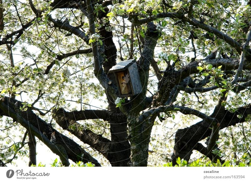 HEIMlich Frühling Baum Blüte Futterhäuschen Wohnung Ast Wärme Blühend Nest aufwachen