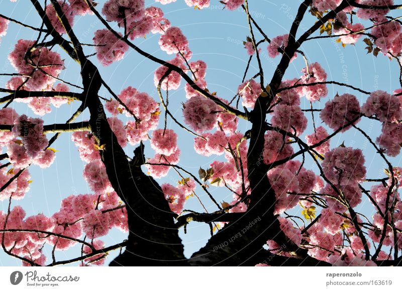 sakura Natur Pflanze Himmel Frühling Baum Blüte Kirschblüten einfach exotisch schön rosa Blütenkirsche Zierkirsche Fernost Japan zart hanami Farbfoto