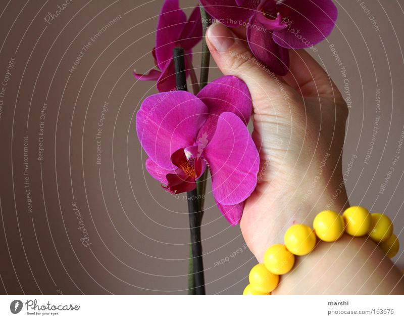 orchIDEEN sammeln Farbfoto Detailaufnahme Natur Pflanze Frühling Blume Orchidee Topfpflanze Duft schön violett rosa Gefühle Freude Armband Hand pflücken geruch