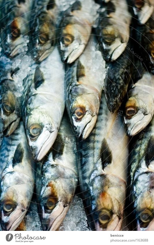 Fischi Fischi Makrele Eis Fischmarkt viele Schuppen Tod Markt frisch gereiht Fischrestaurant augen kalt fische