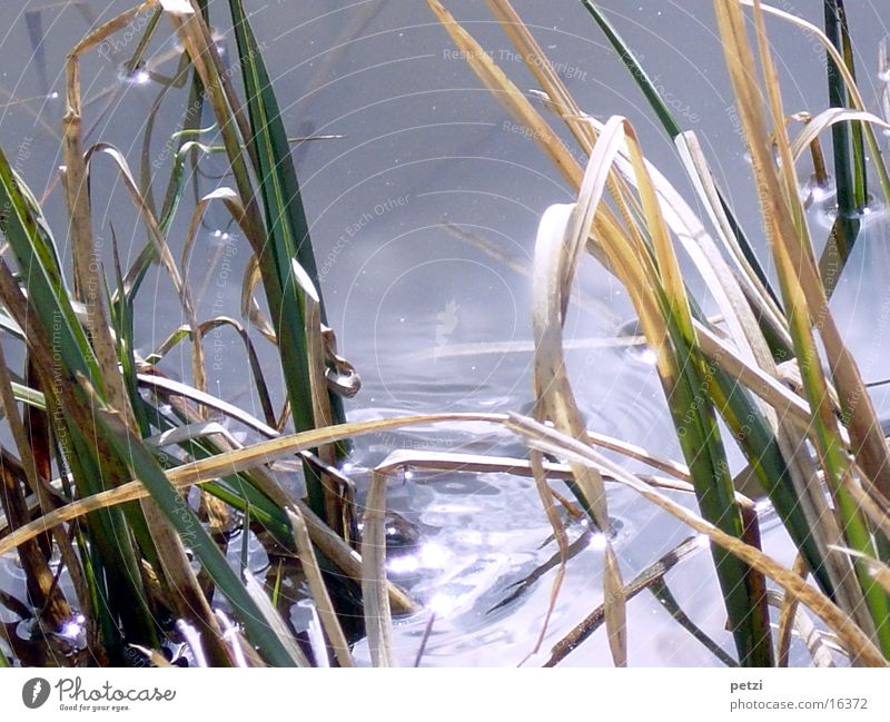 Schilfgras Wasser Teich braun grün Sonnenspiegelung Farbfoto Außenaufnahme Vogelperspektive