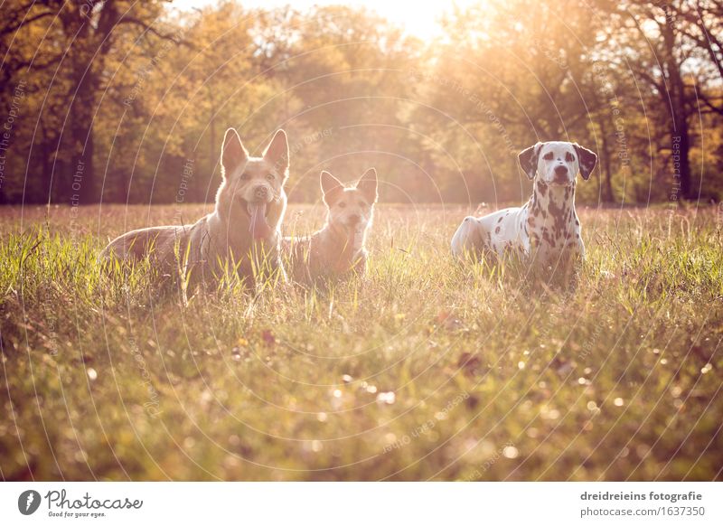Hunde im Sommer bei Sonnenuntergang Natur Landschaft Erde Sonnenaufgang Sonnenlicht Frühling Park Wiese Tier 3 sitzen warten ästhetisch elegant Erfolg