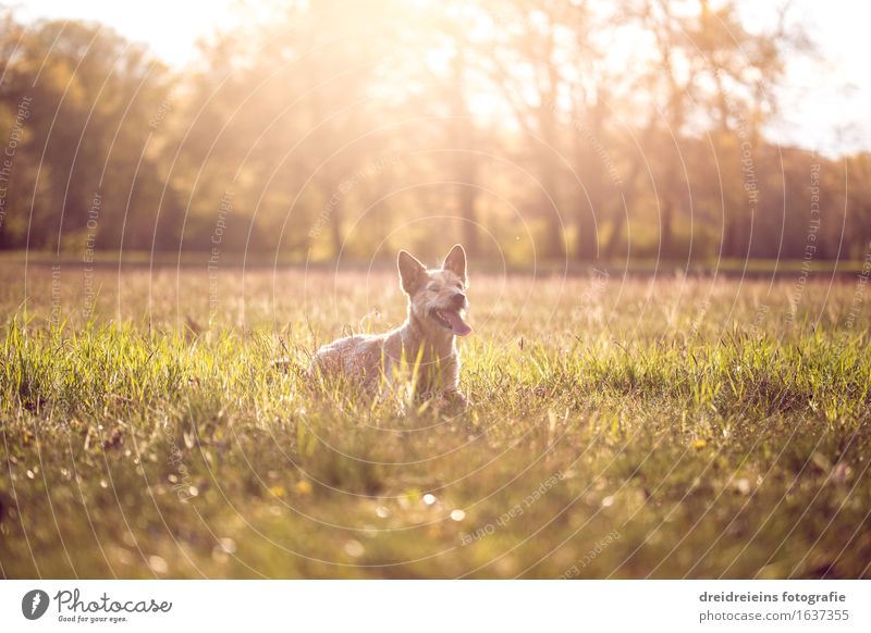 Jack Russell Terrier im Sommer bei Sonnenuntergang Natur Landschaft Sonnenaufgang Sonnenlicht Frühling Schönes Wetter Wärme Garten Park Wiese Tier Hund sitzen