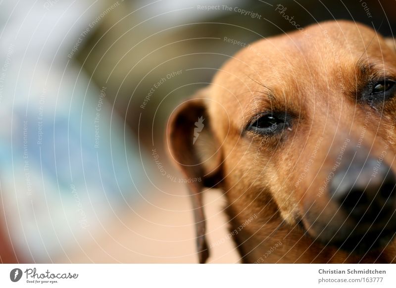 Brutus Farbfoto Außenaufnahme Nahaufnahme Tag Schwache Tiefenschärfe Tierporträt Blick in die Kamera Haustier Hund Tiergesicht 1 ästhetisch bedrohlich