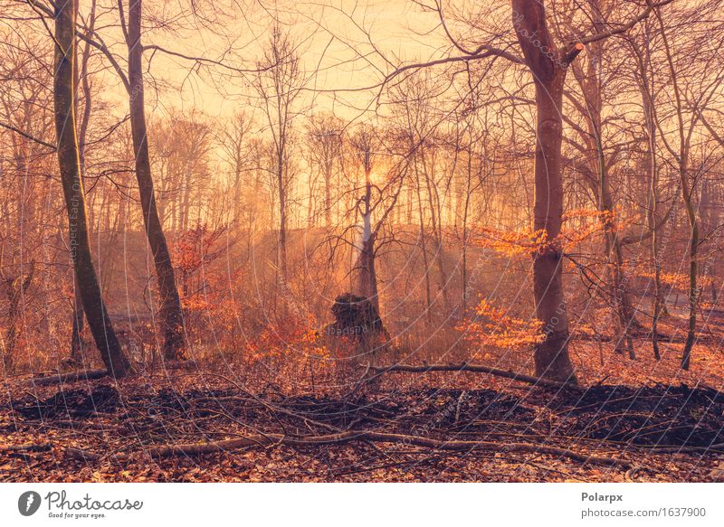 Aufgehende Sonne im Wald mit Sonnenstrahlen im Nebel schön Sommer Umwelt Natur Landschaft Herbst Baum Blatt Park Straße hell grün Waldlichtung magisch Märchen