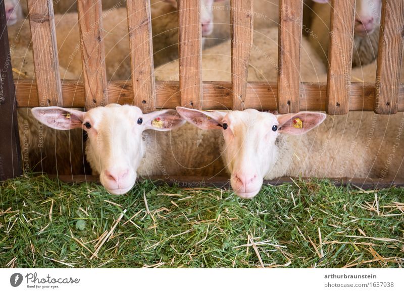 Schafe im Stall Pflanze Gras Zaun Tier Nutztier Schafherde Schafstall Schafskäse 2 Herde Holz beobachten Blick warten Glück natürlich grün Zufriedenheit