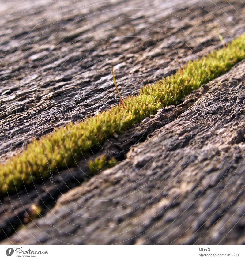 Der Weg zum Moos Farbfoto Gedeckte Farben Außenaufnahme Detailaufnahme Makroaufnahme Moor Sumpf Holz Wachstum diagonal Feuchtgebiete verfaulen