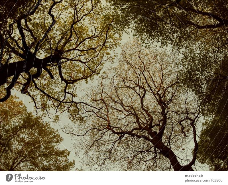 Ein Königreich für eine Baumkrone Farbfoto Gedeckte Farben Menschenleer Dämmerung Froschperspektive Weitwinkel Umwelt Natur Pflanze Herbst Blatt Wald