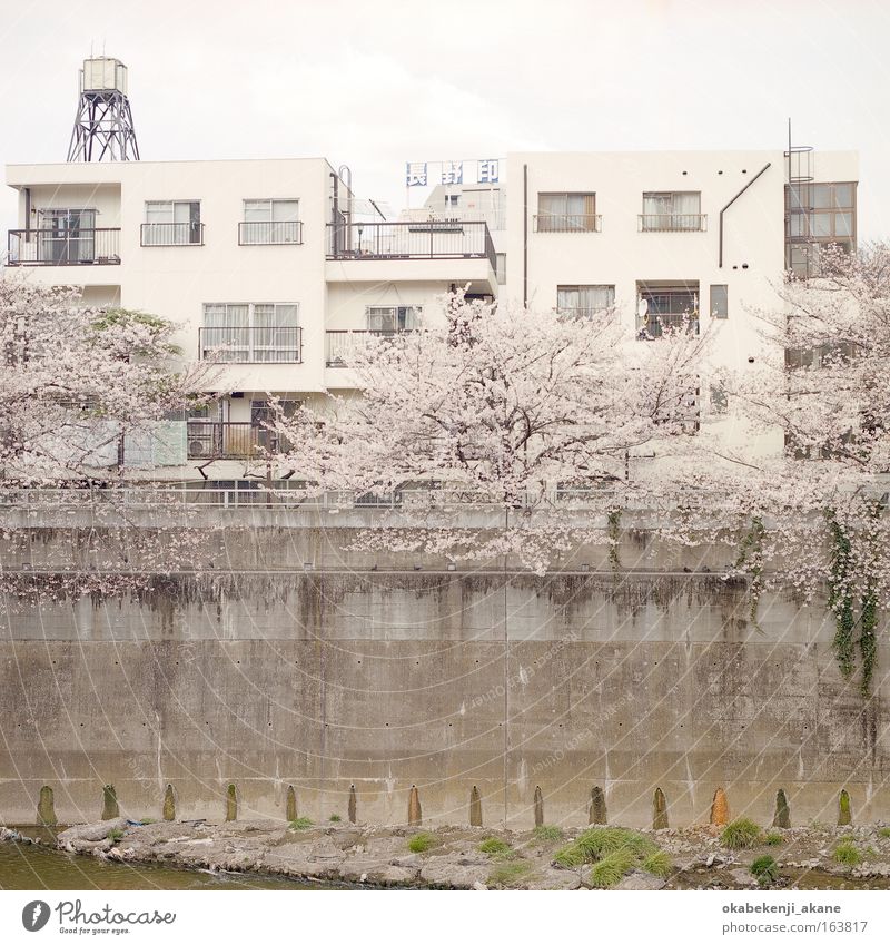 Sakura #6 Farbfoto Menschenleer Tag Licht Totale Kunst Umwelt Frühling Blüte Haus Gelassenheit