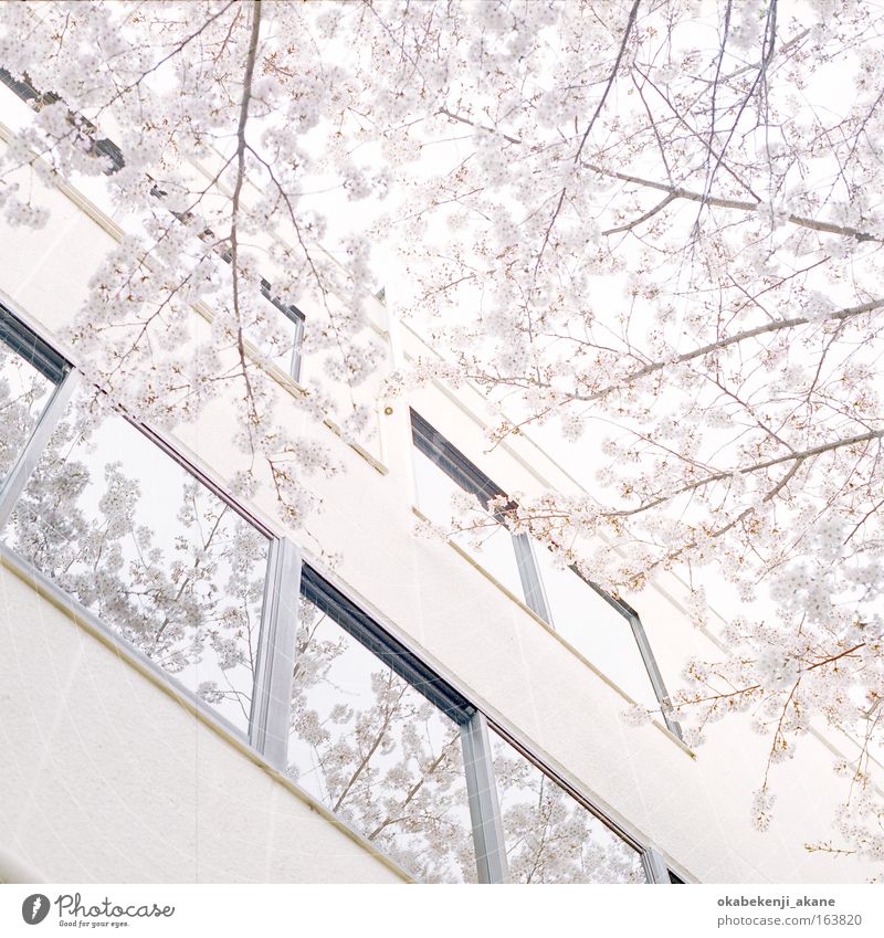 Sakura #8 Farbfoto Tag Licht High Key Blick nach oben Luft Baum Blume Tokyo Japan Asien Gebäude Gelassenheit