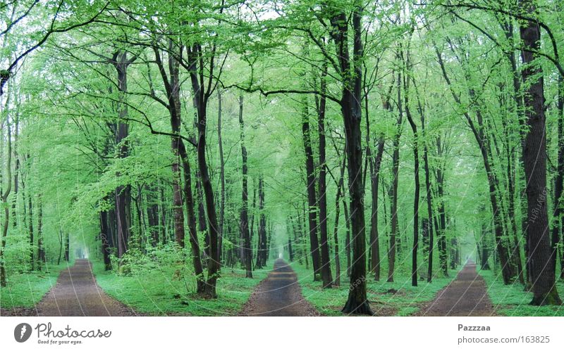 Mist, verlaufen. Farbfoto Außenaufnahme Menschenleer Tag Zentralperspektive Natur Landschaft Pflanze Frühling Baum Wald Wege & Pfade Wegkreuzung entdecken