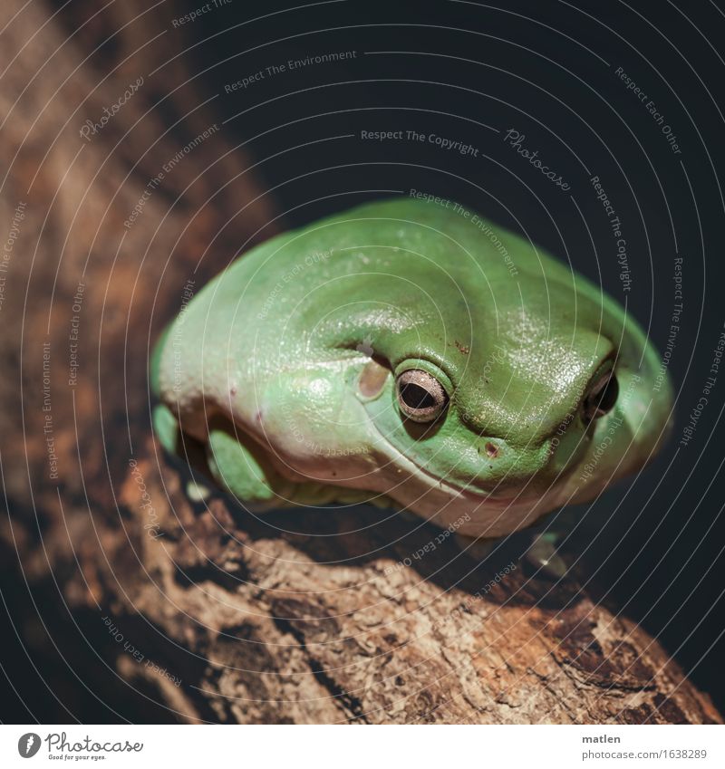 der Kandidat Baum Tier Frosch 1 sitzen Freundlichkeit braun grün Lächeln Übergewicht aufgeblasen Breitmaul Farbfoto Gedeckte Farben Außenaufnahme Menschenleer