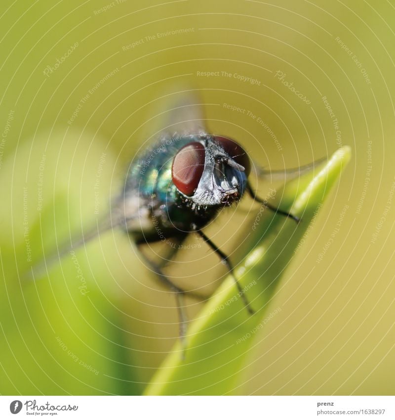 Augenblick Umwelt Natur Tier Schönes Wetter Wildtier Fliege 1 sitzen grün Insekt Facettenauge Farbfoto Außenaufnahme Nahaufnahme Makroaufnahme Menschenleer