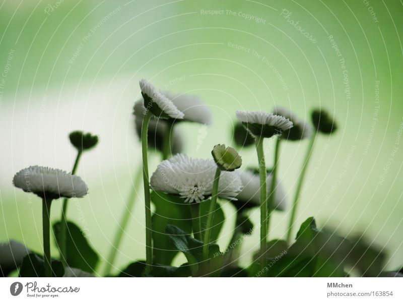 Gruppenfoto Farbfoto Außenaufnahme Nahaufnahme Textfreiraum oben Hintergrund neutral Tag Unschärfe Profil Pflanze Blume Blüte Wachstum frisch grün weiß Belli