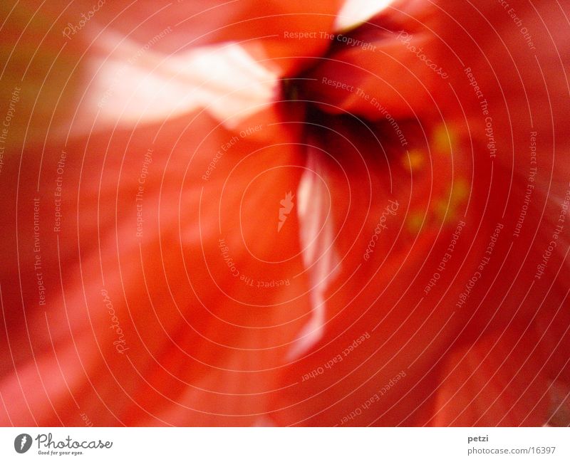 Rot wie Hibiskus Pflanze Blüte Topfpflanze rot Hibiscus Mitte Farbfoto Außenaufnahme Textfreiraum unten Licht Unschärfe Zentralperspektive