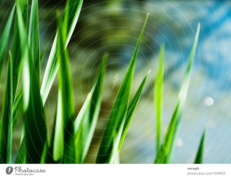 Graswelten Schilfrohr biotope cane grass blades of grass reed stem Kontrast confused stems grassla nature flora geblümt Wiese crosswise blured herb